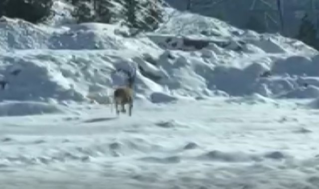 Konya&#039;da sürücüler dondurucu soğuklarda yiyecek arayan yaban hayvanlarını görüntüledi