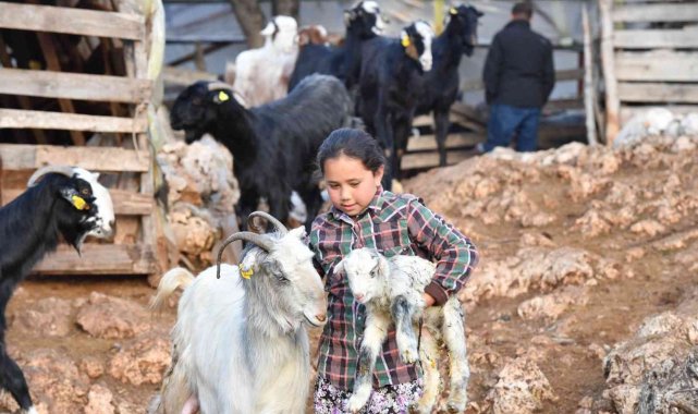 Konyaaltı'nda hayvanlar için bin 200 dekar gübre