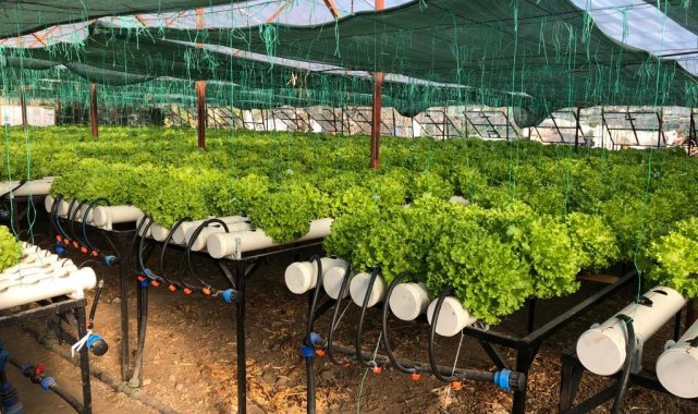 Konyaaltı'nda ilk kez su kültürü ortamında marul dikildi