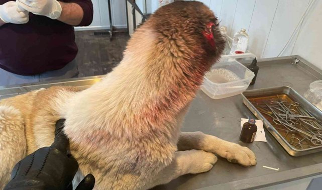 Köpeğin kulağını kesen çocuğa adli işlem ve para cezası