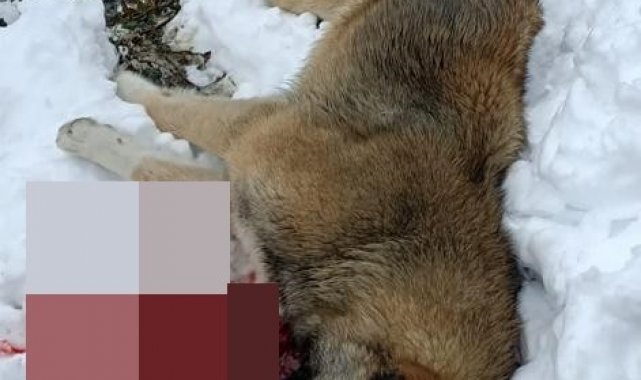 Köpeğini öldüren 3 çoban köpeğini silahla vurarak öldürdü