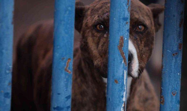 Köpek barınağı yasaklı ırk köpeklerle doldu