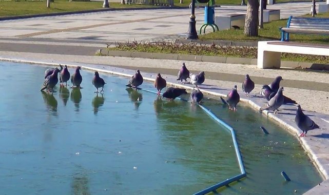 Köpekler eli boş döndü, kuşlar gagalarıyla kırmaya çalıştı