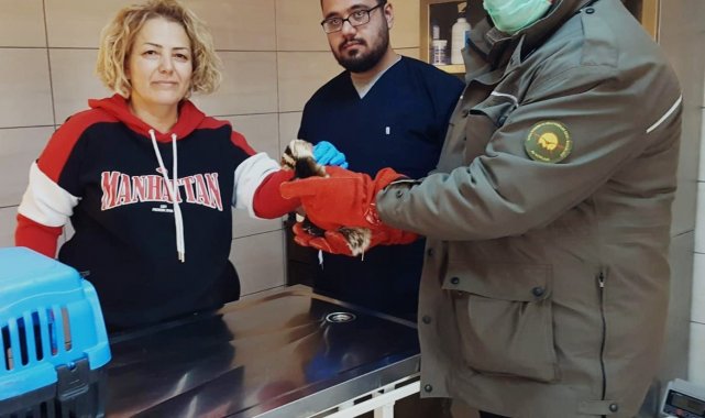 Köpeklerin saldırısında yaralanan yavru alaca sansar tedavi altına alındı