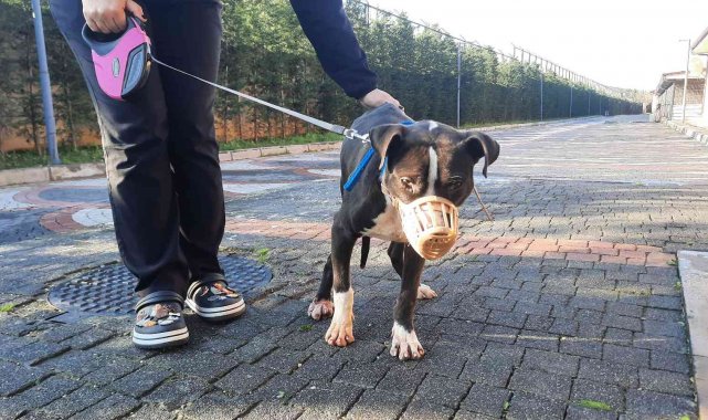 Köpeklerini sokağa bırakanların sayısı arttı