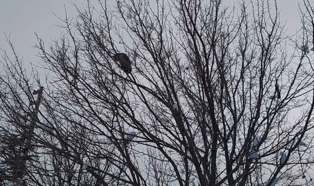 Köpekten kaçıp ağaca çıkan kediyi itfaiye kurtardı