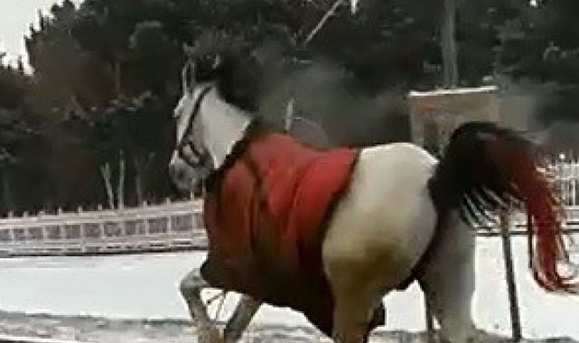 Köpekten korkan atlar dörtnala 25 kilometre koştu