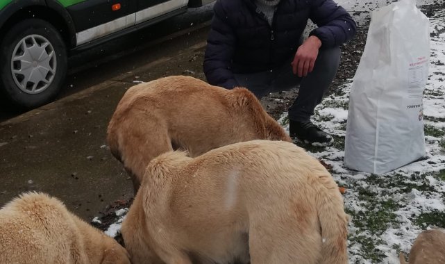 Körfez'de sokak hayvanları için mama bırakıldı