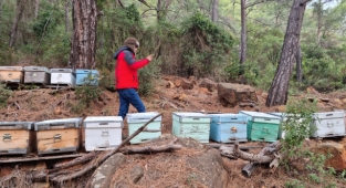 Köyceğiz'de Arılı Kovan Desteklemesine Esas Tespitler Yapıldı