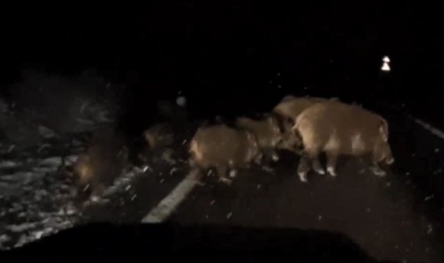 Köye giderken gece önüne çıkan domuz sürünü görüntüledi