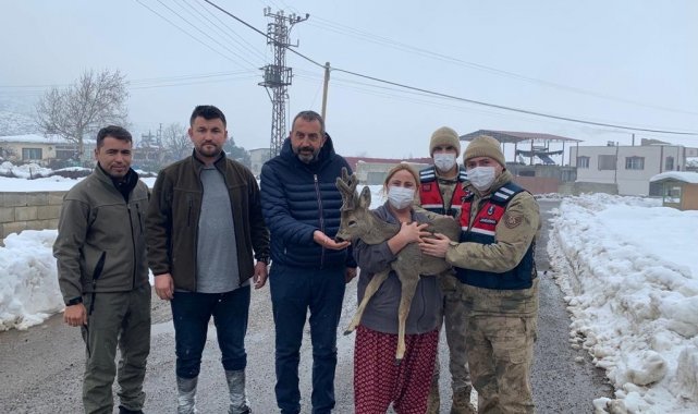 Köylülerin bulduğu yaralı karaca hayvanat bahçesinde tedaviye alındı