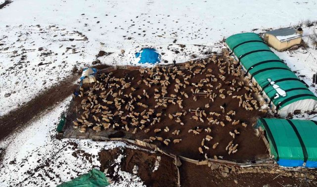 Koyunların kuzulama dönemi başladı