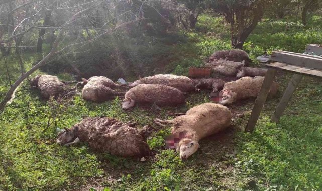 Koyunlarını ölü görünce köpekleri kafalarından vurarak öldürdü