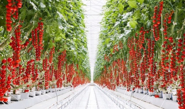 Kozaklı OSB başvurusu kabul edildi