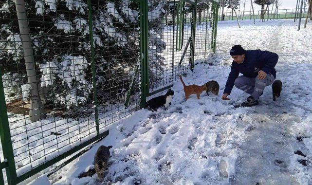 Küçükçekmece Belediyesi soğuk havalarda sokak hayvanlarını unutmuyor