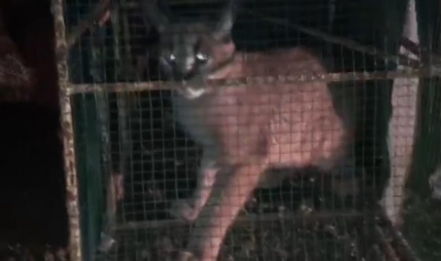 Kümese giren Karakulak, doğa koruma ekiplerini harekete geçirdi