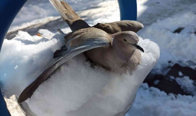Kumru kuşu donarak telef oldu