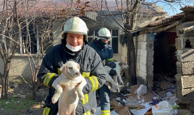 Kundaklandığı iddia edilen evde mahsur kalan köpekleri itfaiye kurtardı