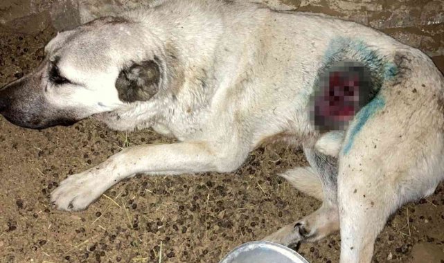 Kurdun yaraladığı köpek tedavi edildi
