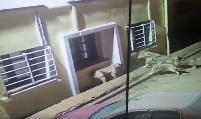 Kurtlar köye dadanıp köpeklere saldırdı, o anlar güvenlik kamerasına yansıdı