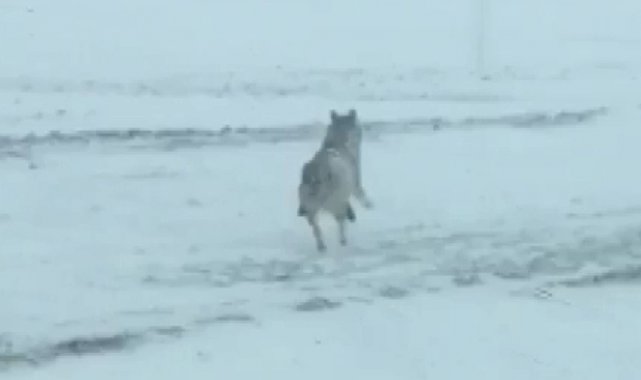 Kurtlar yerleşim yerlerine indi