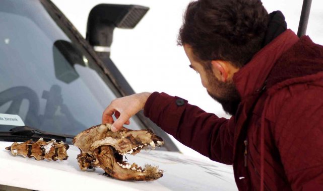 Kurtların parçaladığı köpekten geriye kafatası kaldı