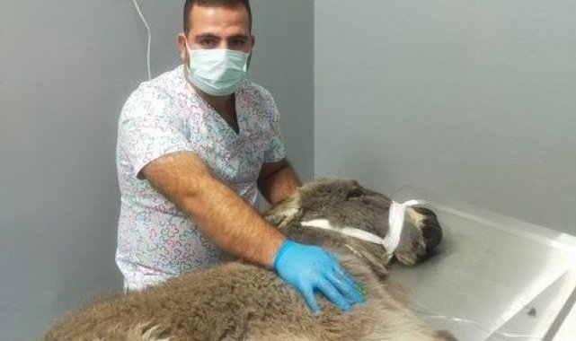 Kurtların saldırısına uğrayan sıpa son anda kurtarıldı