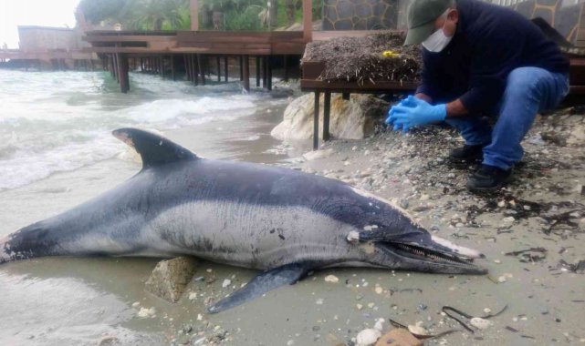 Kuşadası'nda yunus ölü olarak kıyıya vurdu