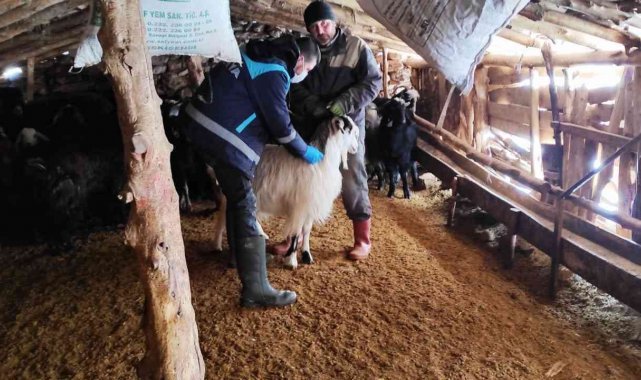 Kütahya'da anaç koyun keçi tespit çalışmaları