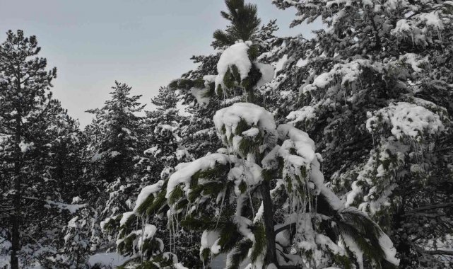 Kütahya&#039;da karlı ve buzlu çam ağaçları ilginç görüntüler oluşturdu