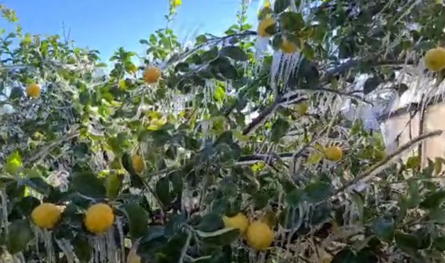 Limon ağaçları buz tuttu, sarkıtlar oluştu