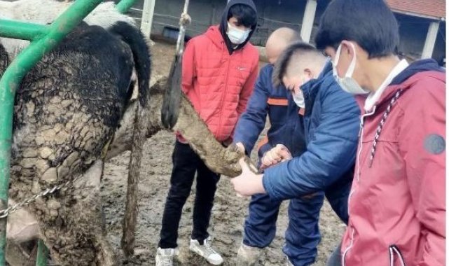 Liseli öğrenciler hayvancılığı yerinde öğrendi