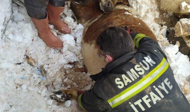 Mahsur kalan hayvanları itfaiye kurtardı