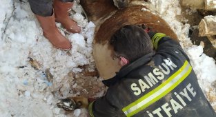 Mahsur kalan hayvanları itfaiye kurtardı