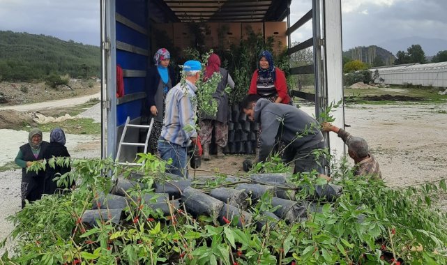 Manisa ve Muğla&#039;dan Azerbaycan&#039;a ceviz ve badem fidanı ihracatı