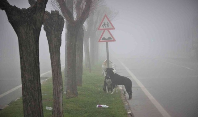 Manisa yeni yıla sis altında uyandı