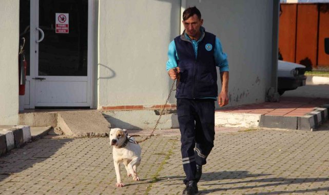 Manisa'da barınaktaki yasaklı ırk köpeklerin sayısı 240'a ulaştı