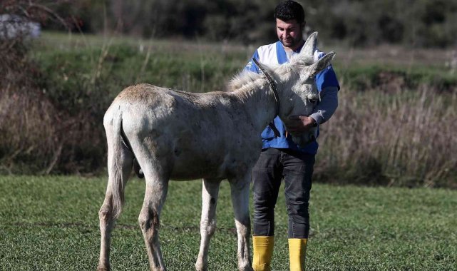 Mardin'de çöp toplamakta kullanılan eşek emekli oldu
