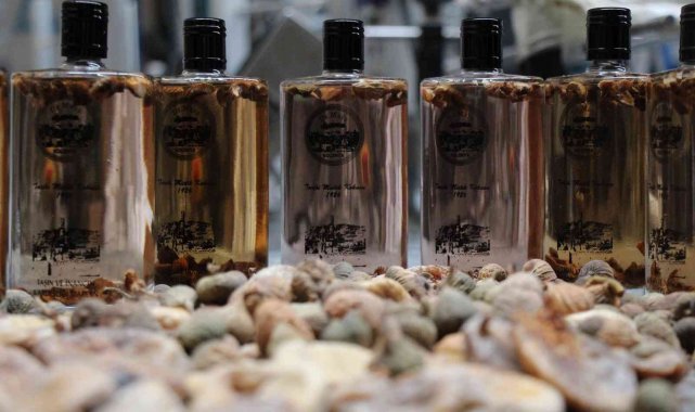 Mardinli mühendisten incir kolonyası