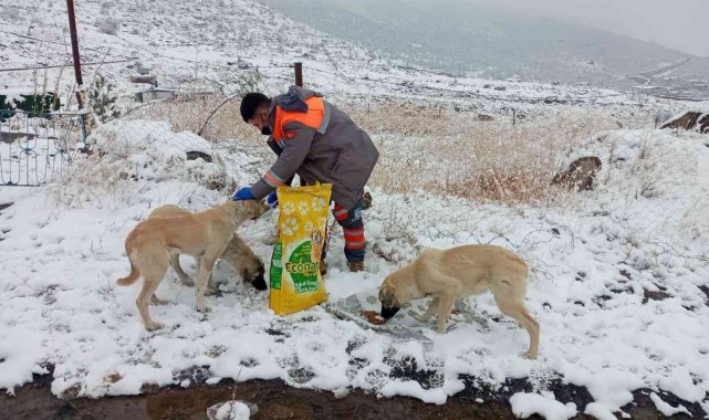 Melikgazi Belediyesi'nden sokak hayvanlarına sağlık bakımı ve mama desteği