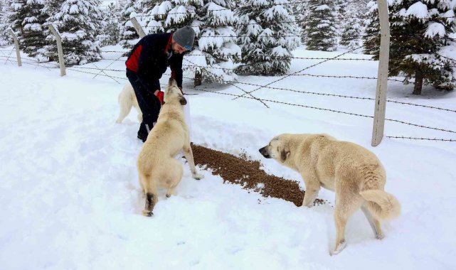 Meram Belediyesi sokak hayvanları için seferber oldu