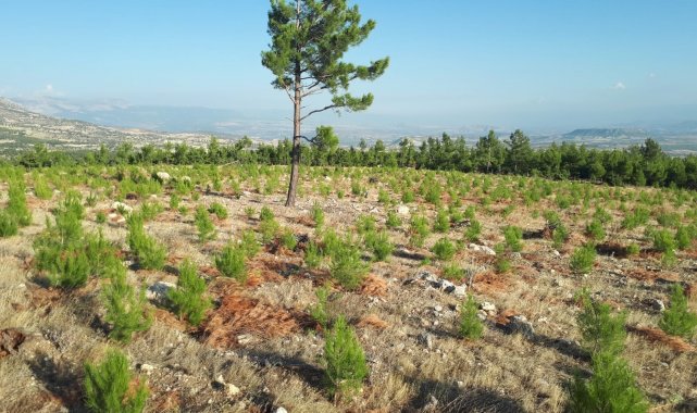 Mersin Orman Bölge Müdürlüğü, 42 bin hektar gençleştirme ve bakım yaptı