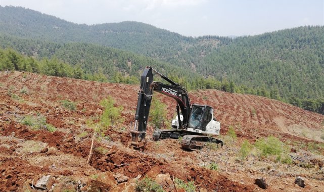 Mersin'de 2021'de 2,5 milyon fidan dikildi