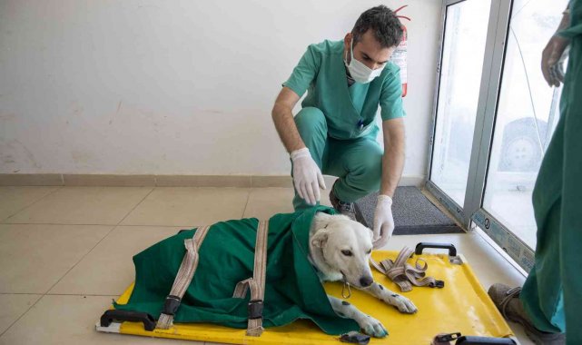 Mersin'de 3 bin 700 patili dostun yarası sarıldı