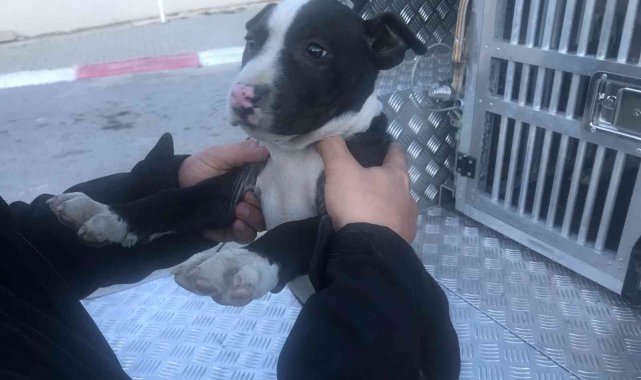 Mersin'de 7 yasaklı ırk türü köpeğe el konuldu