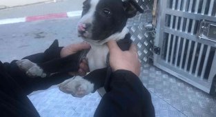 Mersin'de 7 yasaklı ırk türü köpeğe el konuldu