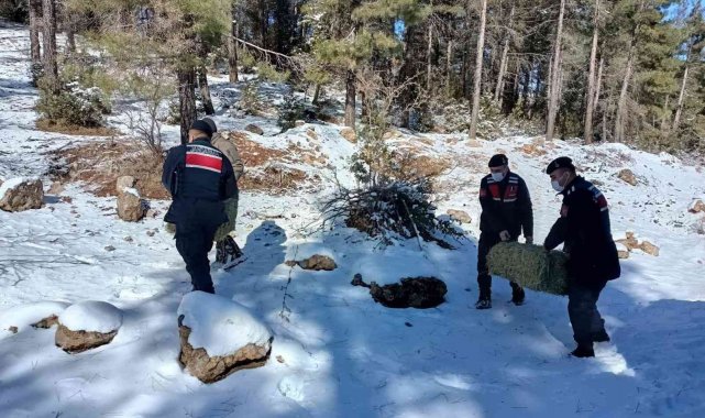 Mersin'de yaban hayvanları için doğaya yem bırakıldı