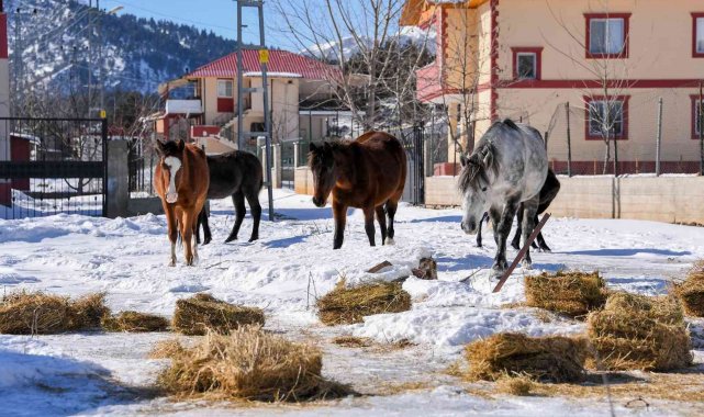 Mersin'de yılkı atları ve köpekler için doğaya yem bırakıldı
