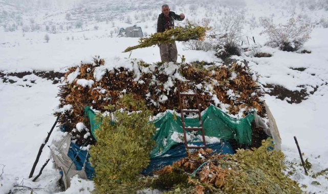 Meşe yapraklarının kış yolculuğu