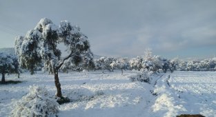 Milas'ın yüksek kesimleri beyaza büründü